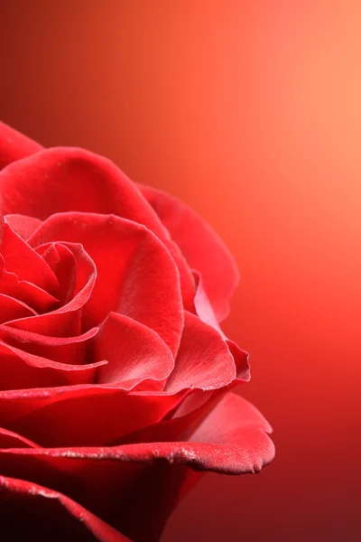 Red roses on red background — Stock Photo, Image