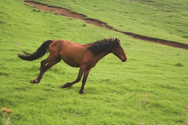在山上放牧的马 — 图库照片