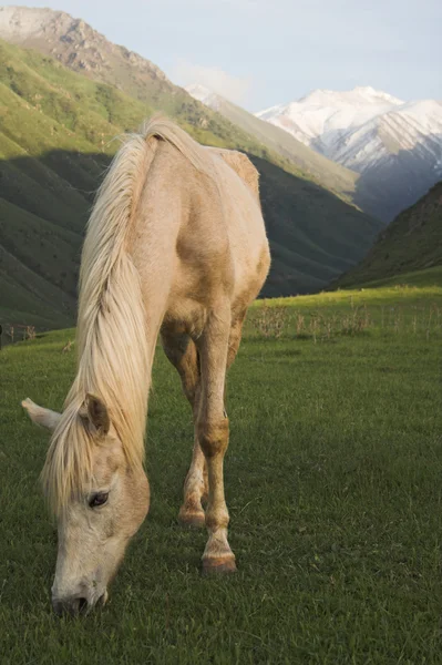 在山上放牧的马 — 图库照片