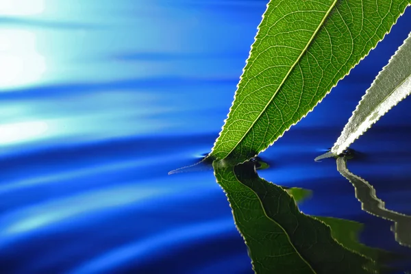 Zielony liść w niebieskiej wodzie — Zdjęcie stockowe