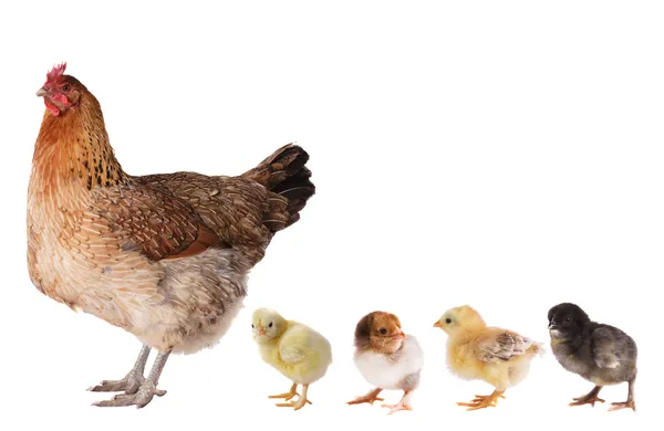 Hen with chickens — Stock Photo, Image