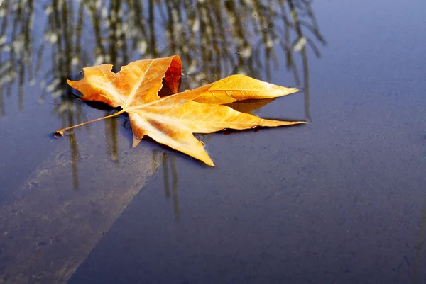 叶子在水面上 — 图库照片