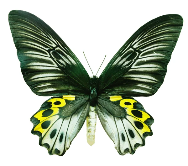 Schmetterling isoliert auf weiß — Stockfoto