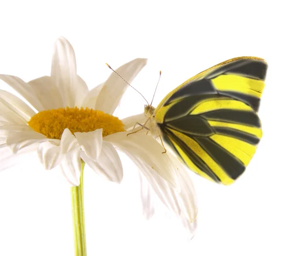 Daisy a motýl — Stock fotografie