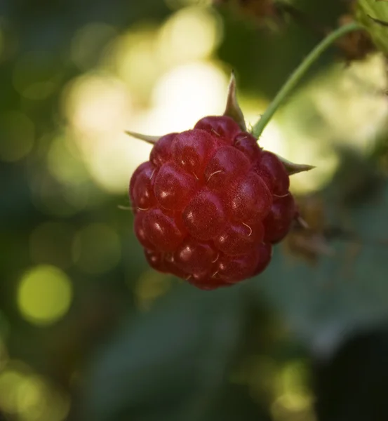 stock image Raspberry Berry