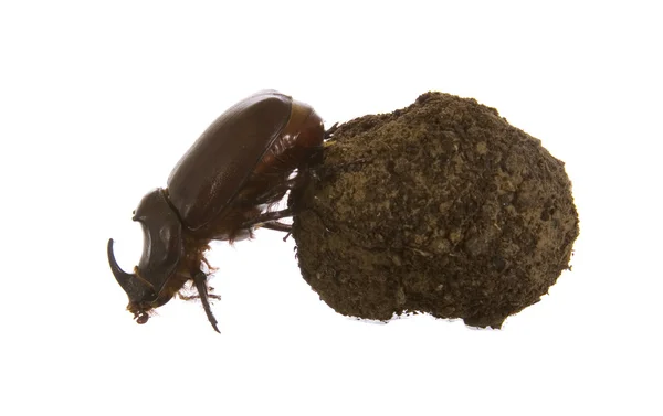 stock image Dungbeetles rolling a ball