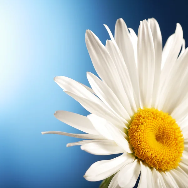 Camomila branca florescente — Fotografia de Stock