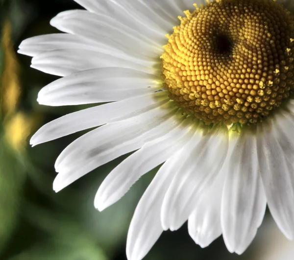 Blossoming white camomile — Stock Photo, Image