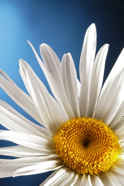 Camomila branca florescente — Fotografia de Stock