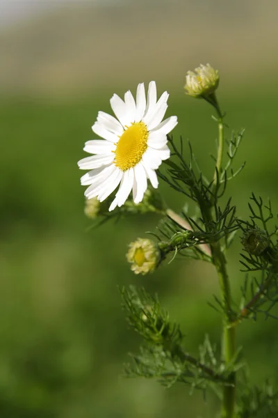 Kvetoucí bílé Heřmánek — Stock fotografie