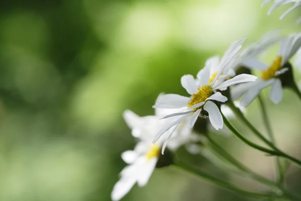 Blossoming white camomiles — Stock Photo, Image