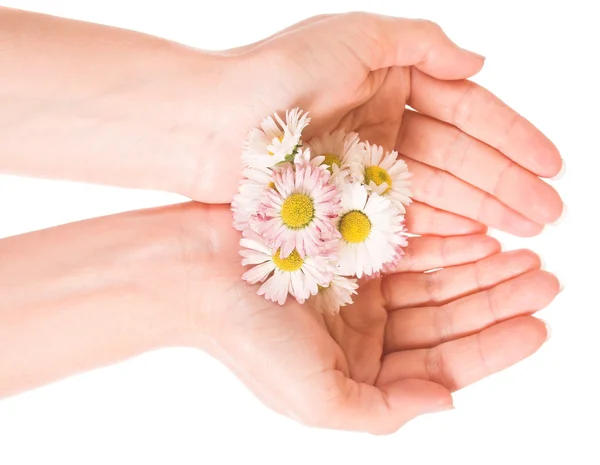 stock image Hands with Daisy