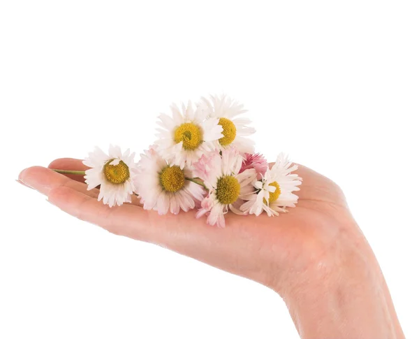 Händer med daisy — Stockfoto