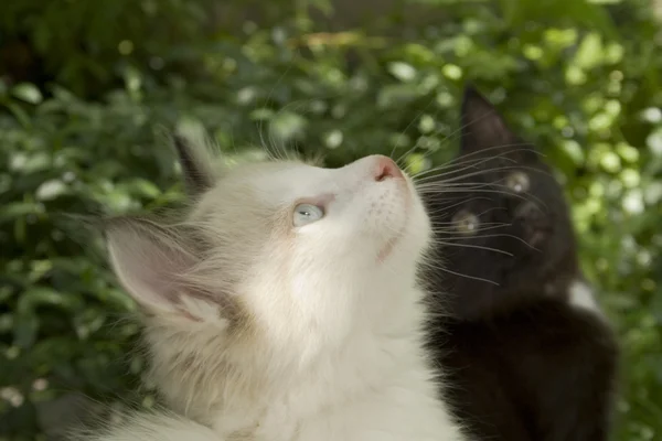 Zwart-wit - twee kittens op gras — Stockfoto