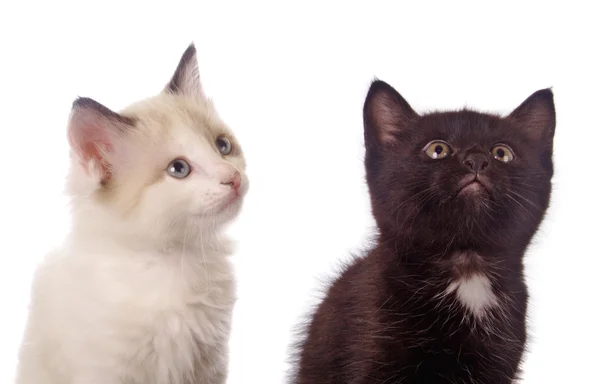 Blanco y negro - dos gatitos — Foto de Stock
