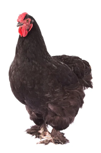 Black chicken — Stock Photo, Image