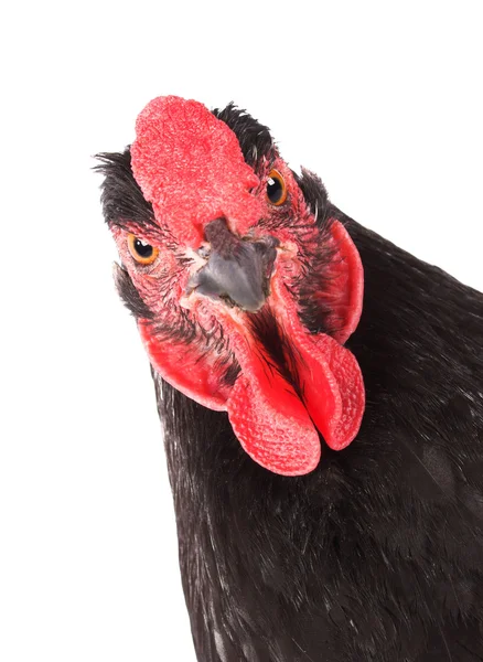 Czarny kurczak — Zdjęcie stockowe