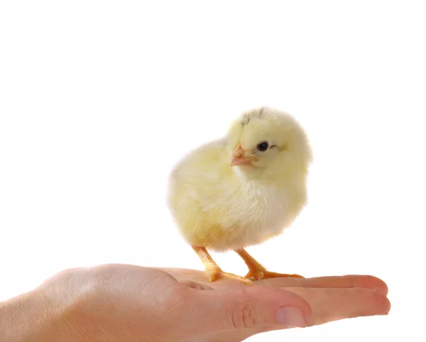 Small chicken on hand — Stock Photo, Image