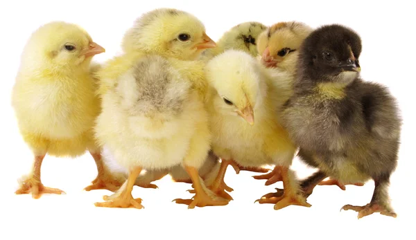 Small chickens — Stock Photo, Image