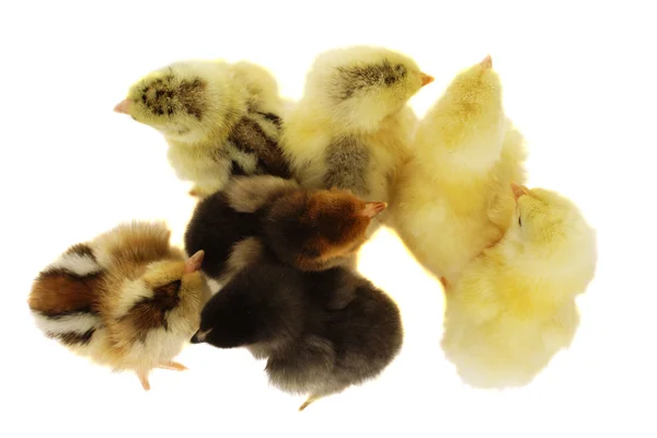 Kleine Hühner — Stockfoto