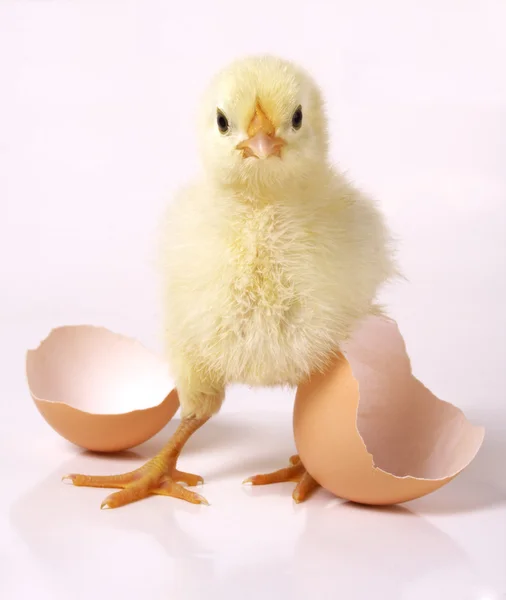 The yellow small chick with egg — Stock Photo, Image