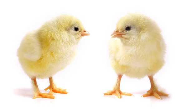 Маленькие цыплята — стоковое фото