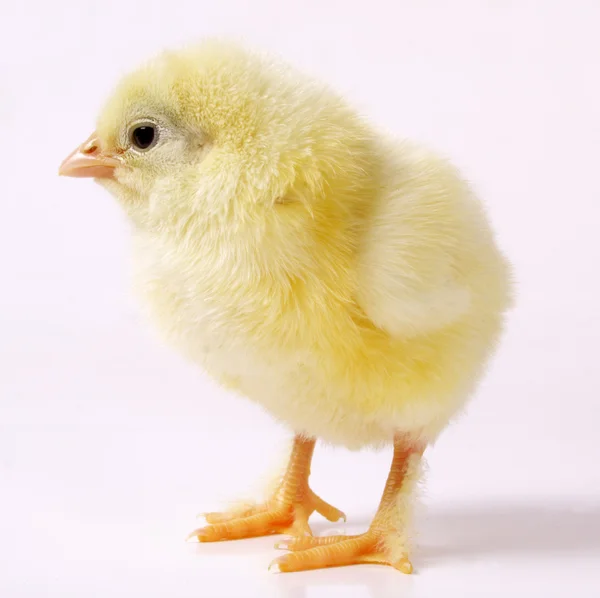 Beyaz izole bir tavuk — Stok fotoğraf