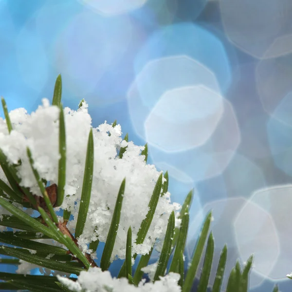 Зелена ялиця в снігу — стокове фото