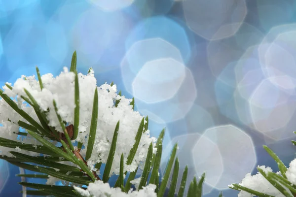 Groene fir in sneeuw — Stockfoto