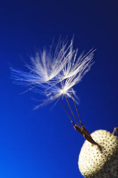 Last dandelion seed on blue — Stock Photo, Image