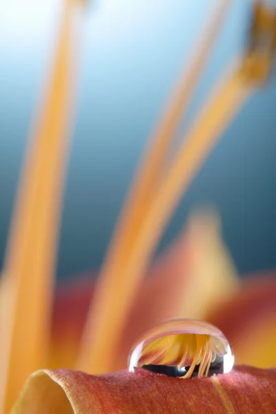 Yaprağın üzerine su damlası — Stok fotoğraf