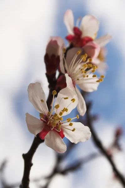 Branche d'abricot en fleurs — Photo
