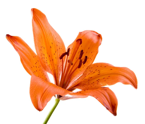 stock image A beautiful lily with large stamens macro