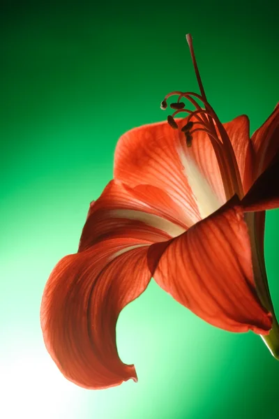 En vakker lilje med store støvbærere og makro – stockfoto