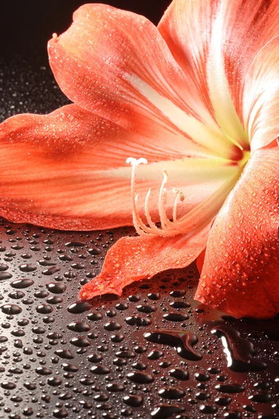 En smuk lilje med store støvdragere makro - Stock-foto