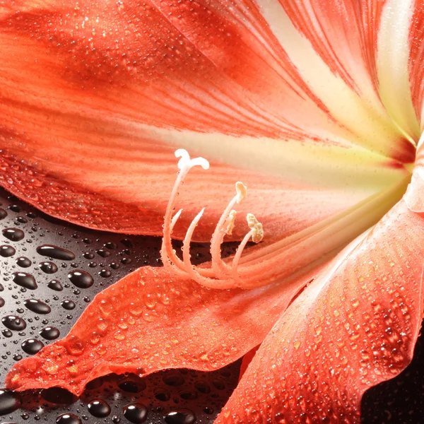 En vakker lilje med store støvbærere og makro – stockfoto