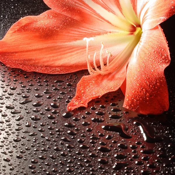 En smuk lilje med store støvdragere makro - Stock-foto