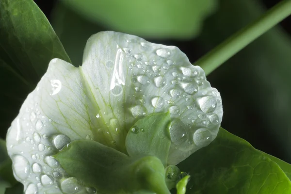 Kropli wody na biały kwiat — Zdjęcie stockowe