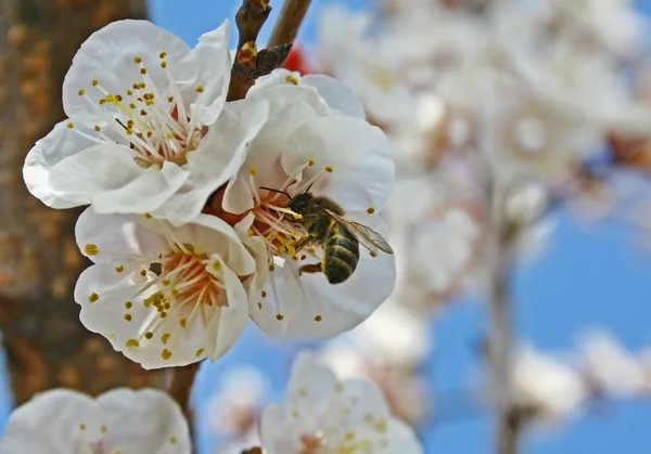 stock image Apricot branch in bloom