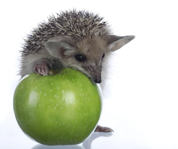Hedgehog and apple — Stock Photo, Image