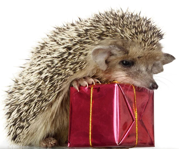 stock image Hedgehog and gift