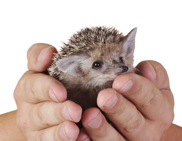 Hedgehog y —  Fotos de Stock
