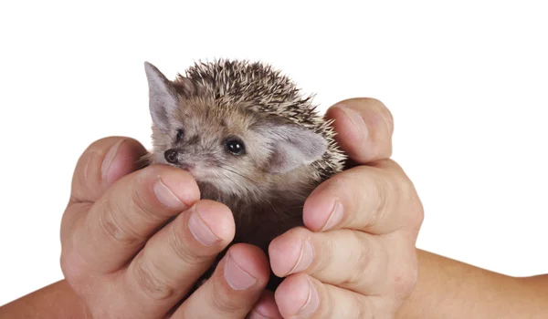 Hedgehog y — Foto de Stock