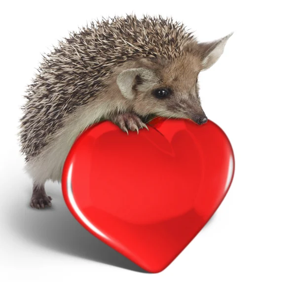 stock image Hedgehog on red heart