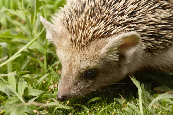 Hedgehog op aard — Stockfoto