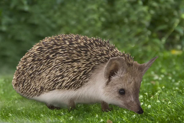 Hedgehog na natureza — Fotografia de Stock