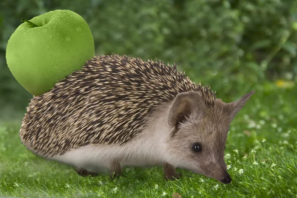 Hedgehog and apple on the grass — Stock Photo, Image