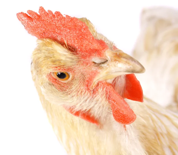Kana. — kuvapankkivalokuva