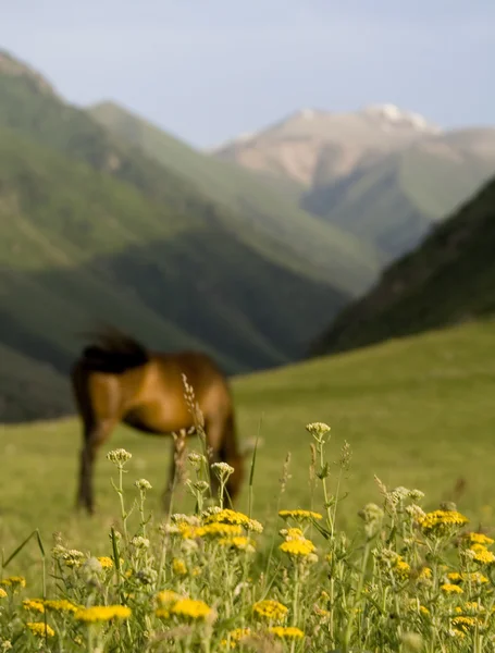 Big horse — Stock Photo, Image