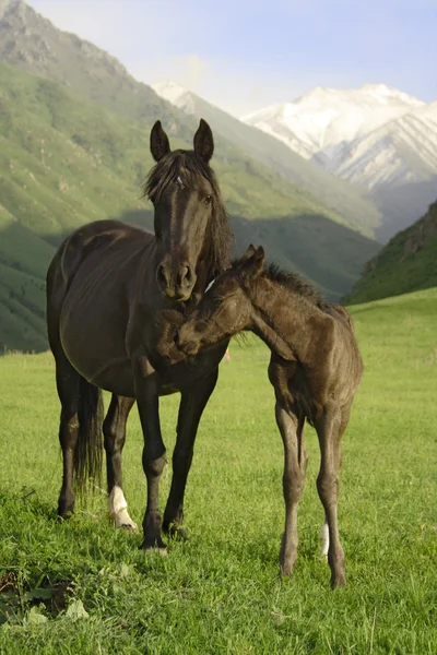 Colt and mare — Stock Photo, Image